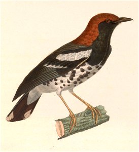 English:  « Turdus interpres » = Geokichla interpres (Chestnut-capped Thrush) - maleFrançais :  « Turdus interpres » = Geokichla interpres (Grive de Kuhl) 