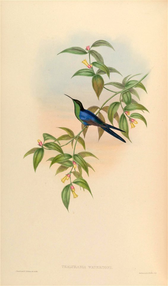 Thalurania watertonii