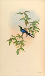 Thalurania watertonii
