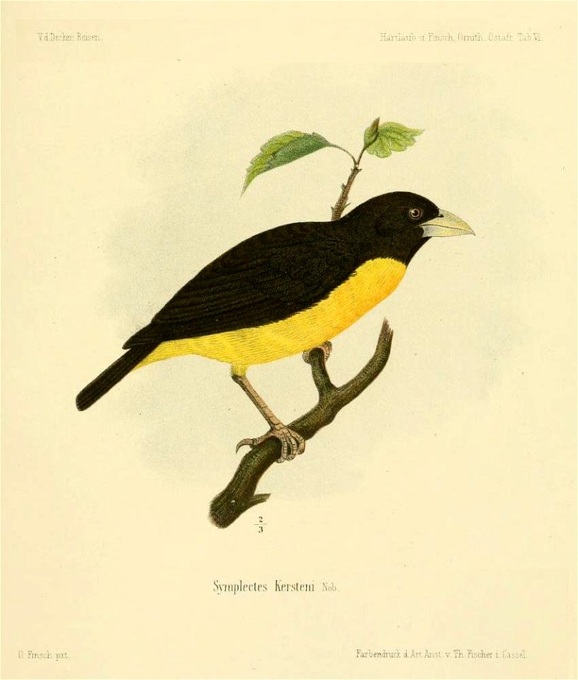 Symplectes kersteni