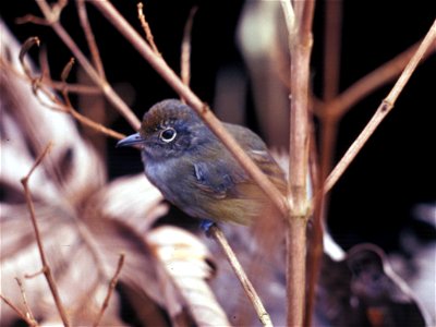 Plain Antvireo in Ecuador. Originally mistakenly identified as Schizoeaca griseomurina.