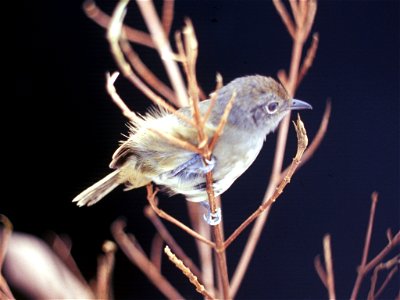 Plain Antvireo (Dysithamnus mentalis) in Ecuador. Originally mistakenly identified as Schizoeaca griseomurina.