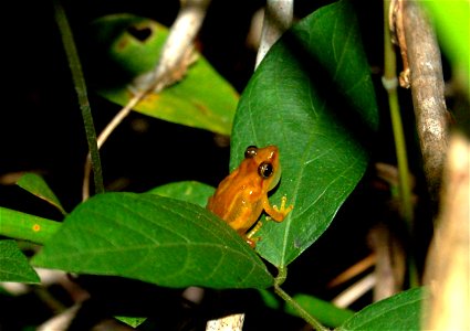 Coqui Llanero, Eleutherodactylus juanariveroi