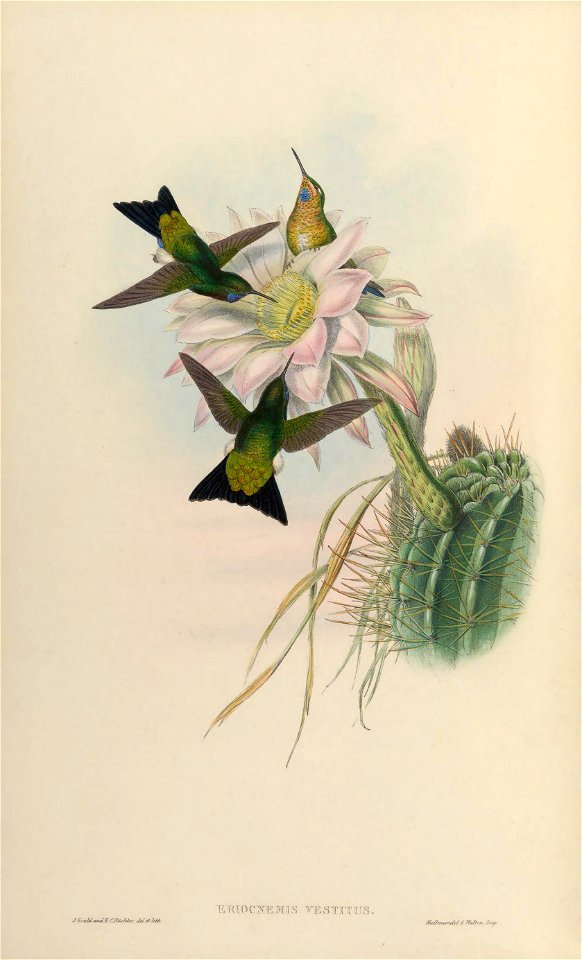 Eriocnemis vestitus = Eriocnemis vestita [1]