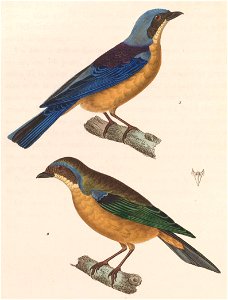 English: « Tanagra vittata » = Pipraeidea melanonota melanonota (Subspecies of Fawn-breasted Tanager) - male and femaleFrançais : « Tanagra vittata » = P photo