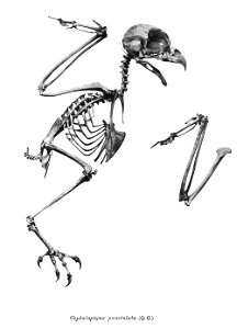 Cephaloptynx punctulata