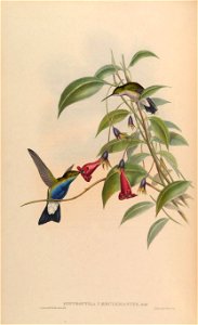 Hypuroptila caeruleigaster = Chalybura buffonii caeruleogaster [1]