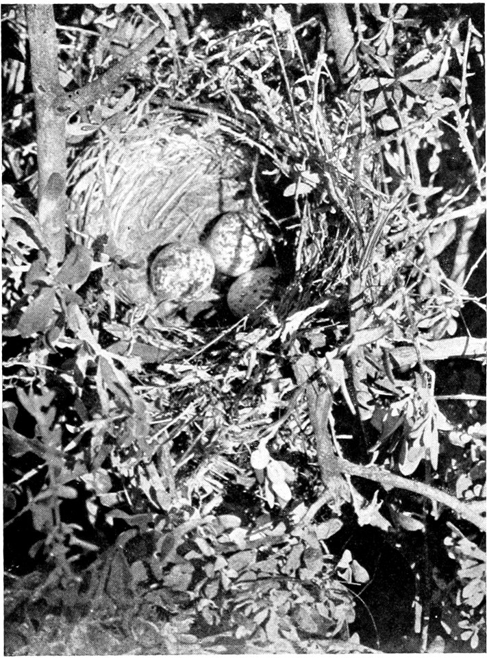 Caption, removed, states "Nest of Large-tailed Grass-Wren (Amytornis gigantura). "