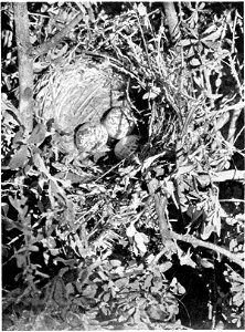 Caption, removed, states "Nest of Large-tailed Grass-Wren (Amytornis gigantura). "