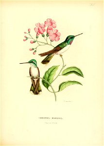 Oreopyra hemileuca = Lampornis hemileucus[1]