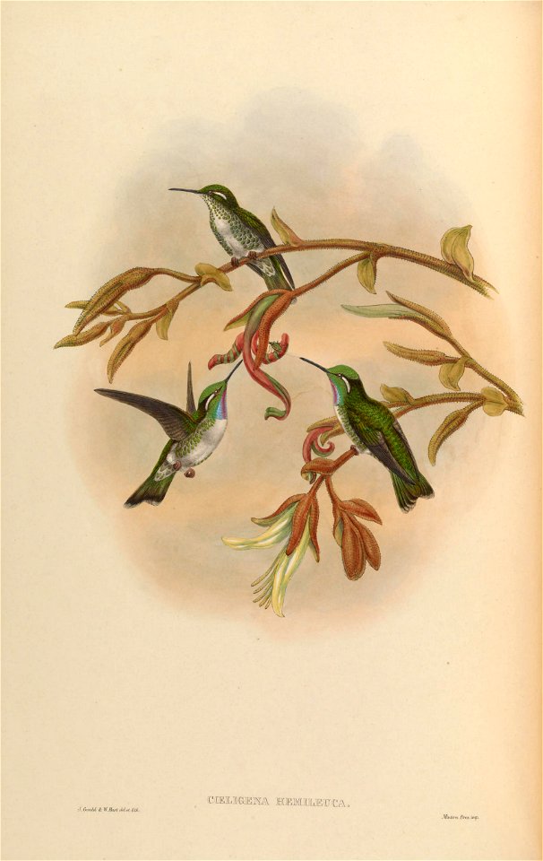 Coeligena hemileuca = Lampornis hemileucus
