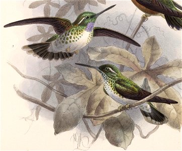 English:  « Delattria hemileuca » = Oreopyra hemileucus (White-bellied Mountaingem) - male and femaleFrançais :  « Delattria hemileuca » = Oreopyra hemileu
