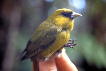 Nope, it's not a Minecraft Creeper — there's plenty of those. We're talking about the Hawaiian Honeycreeper. 
Many species of Hawaiian honeycreepers have persisted into the 20th century because high e