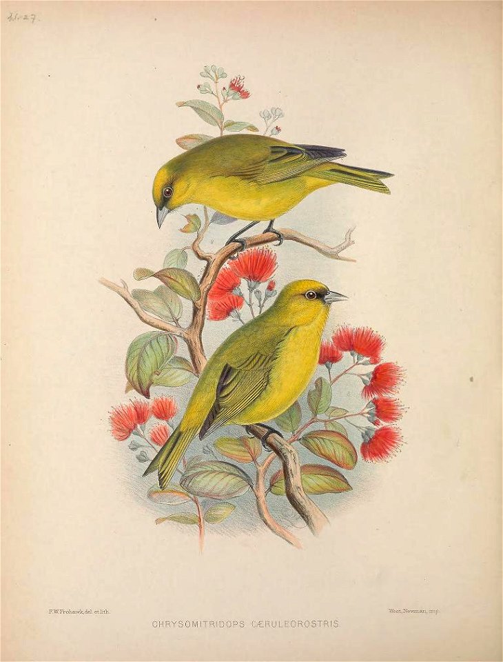 Loxops caeruleirostris from The Birds of the Sandwich Islands