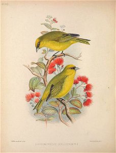 Loxops caeruleirostris from The Birds of the Sandwich Islands