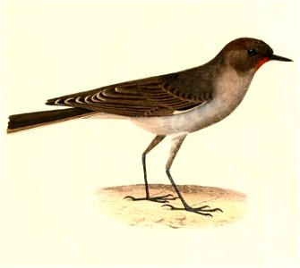 English:  « Muscisaxicola mentalis » = Muscisaxicola maclovianus mentalis (Subspecies of Dark-faced Ground Tyrant)Français :  « Muscisaxicola mentalis » = 