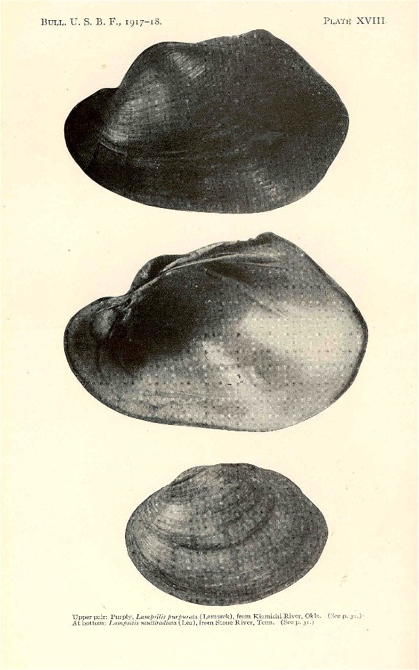 Upper pair: Purply, Lampsilis purpurata (=Potamilus purpuratus) from Kiamichi River, Oklahoma; Bottom: Lampsilis multiradiata (=Lampsilis fasciola)

 Purply, Lampsilis purpurata (Lamarck), from Kiamic