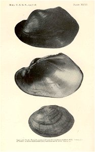 Upper pair: Purply, Lampsilis purpurata (=Potamilus purpuratus) from Kiamichi River, Oklahoma; Bottom: Lampsilis multiradiata (=Lampsilis fasciola)

 Purply, Lampsilis purpurata (Lamarck), from Kiamic