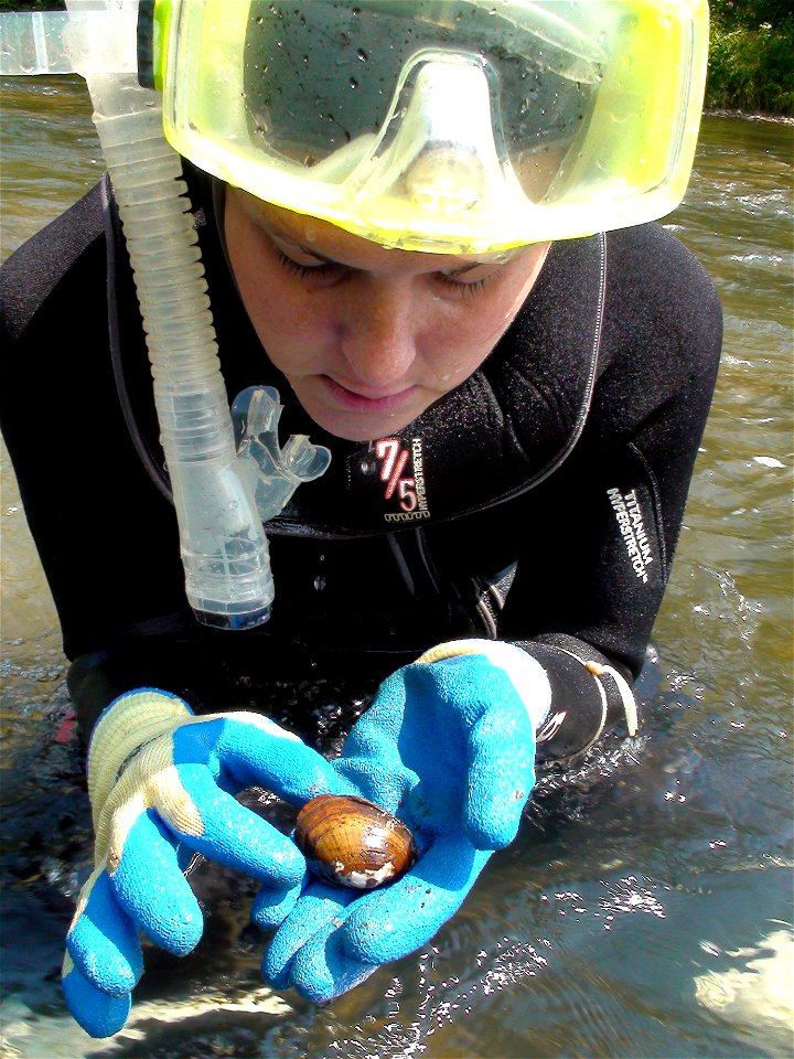 Jenny Sanders, with the Little Tennessee Watershed Association, holds a wavy-rayed lampmussel in her hand.
Credit: Gary Peeples/USFWS

www.fws.gov/asheville/