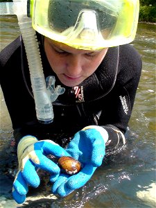 Jenny Sanders, with the Little Tennessee Watershed Association, holds a wavy-rayed lampmussel in her hand. Credit: Gary Peeples/USFWS www.fws.gov/asheville/ photo