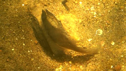 As part of their reproductive cycle, the wavy-rayed lampmussel attracts fish which nip at the mussels display, black in this case, thinking they're get a meal. Instead, the larval mussels, contained i photo