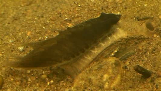 As part of their reproductive cycle, the wavy-rayed lampmussel attracts fish which nip at the mussels display, black in this case, thinking they're get a meal. Instead, the larval mussels, contained i