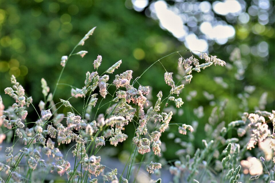 Nature grasses blade of grass