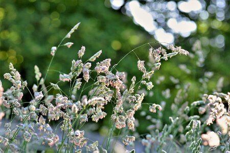 Nature grasses blade of grass photo