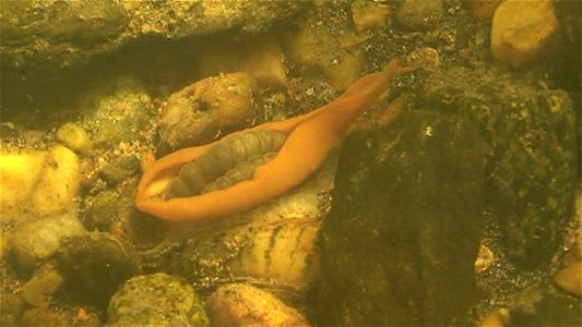 As part of their reproductive cycle, the wavy-rayed lampmussel attracts fish which nip at the mussels display, orange in this case, thinking they're get a meal. Instead, the larval mussels, contained photo