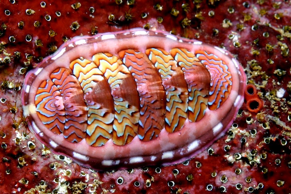Tonicella lokii sobre una colonia de gusanos Dodecaceria concharum, en Point Lobos. EE.UU.