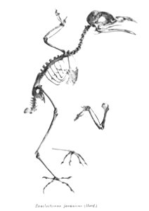Bird skeletons. Zanclostomus javanicus = Phaenicophaeus javanicus photo