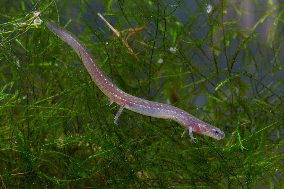 San Marcos salamander (Eurycea nana)