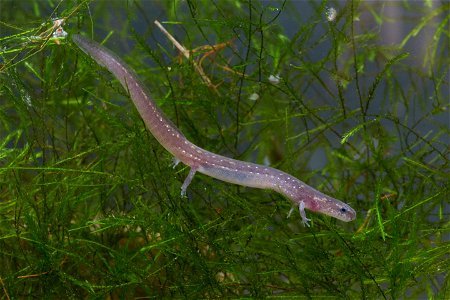 San Marcos salamander (Eurycea nana)