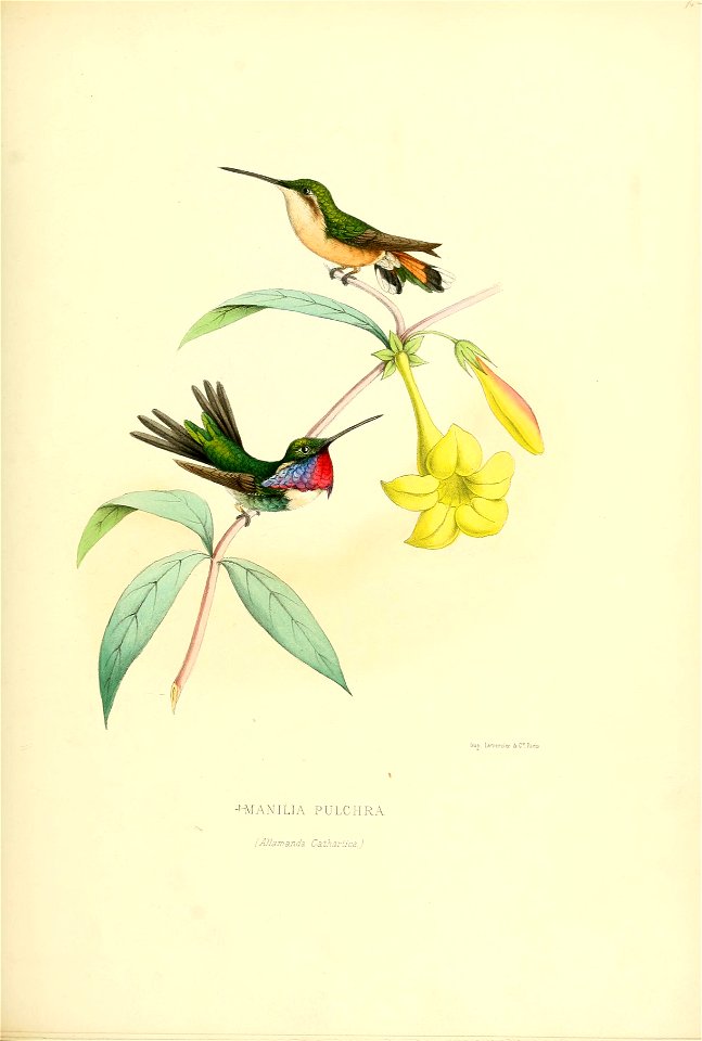 Manilia pulchra = Calothorax pulcher[1]
