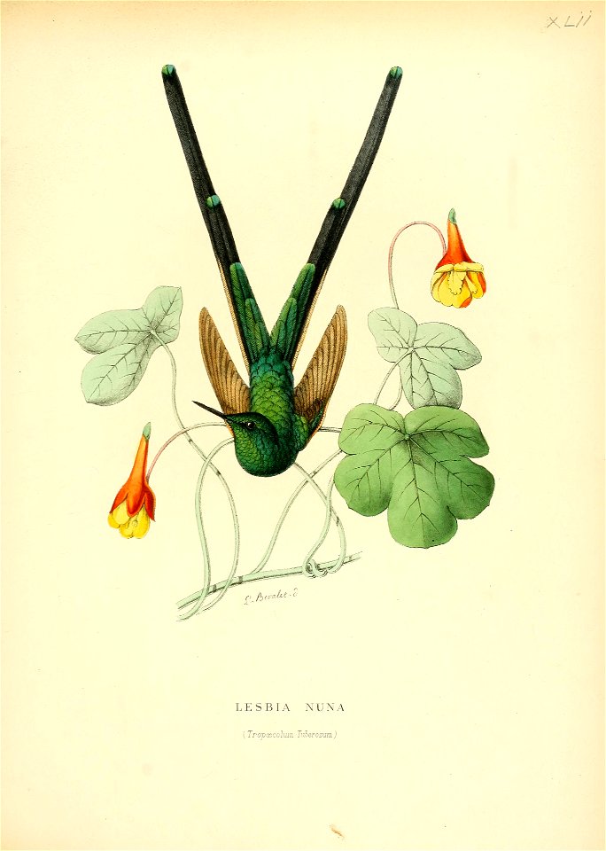 Lesbia nuna