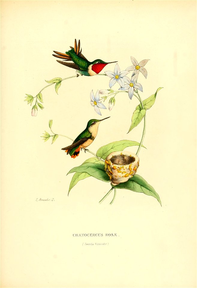 Chaetocercus rosae = Chaetocercus jourdanii rosae[1]