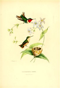 Chaetocercus rosae = Chaetocercus jourdanii rosae[1]