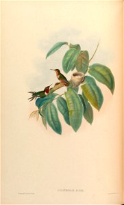 Calothorax rosae = Chaetocercus jourdanii rosae [1]