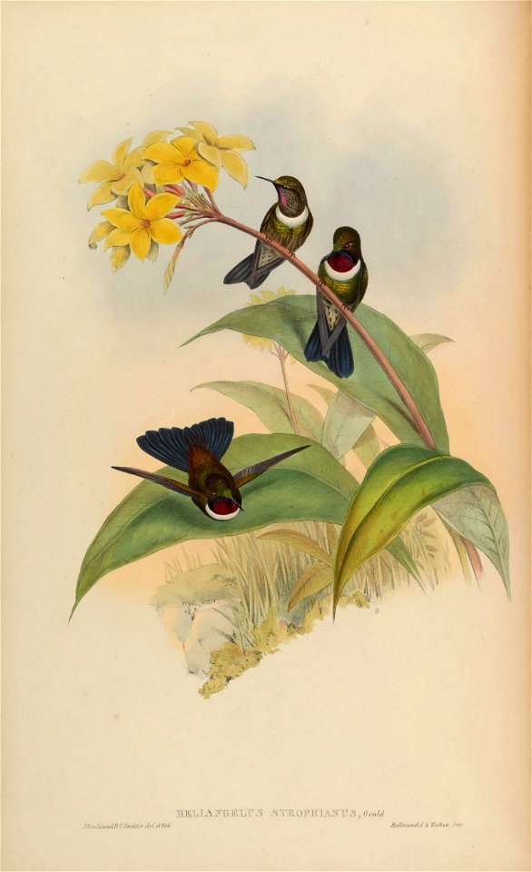 Heliangelus strophianus