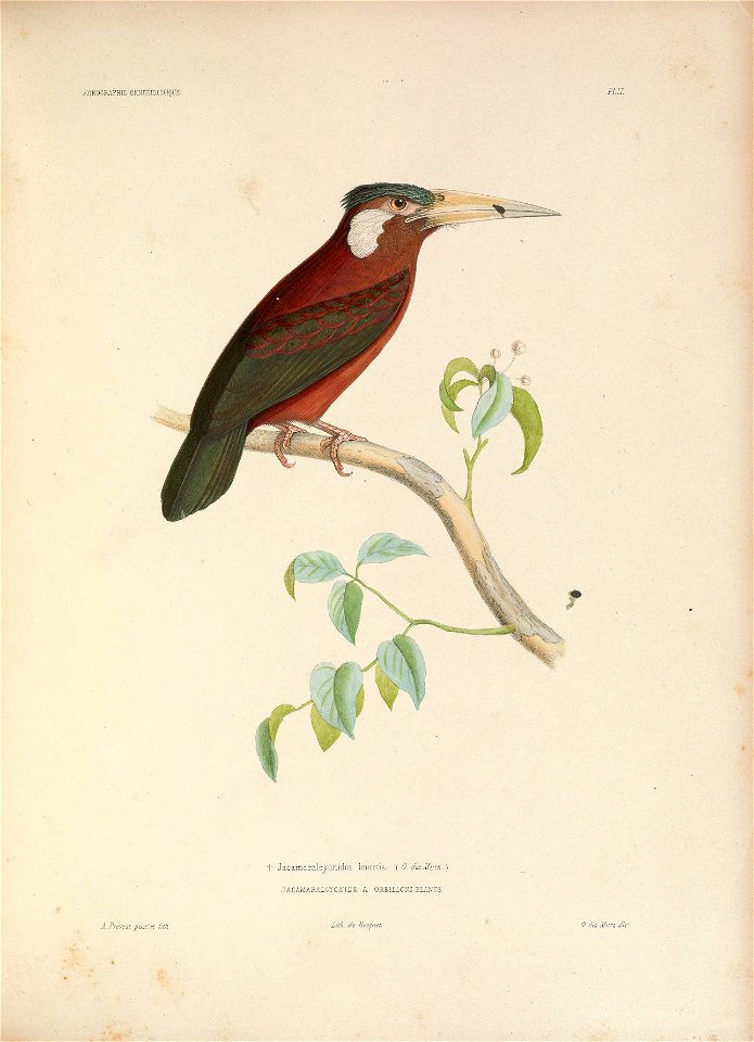 ICONOGRAPHIE ORNITHOLOGIOUE 
PLU. 
"f-- Jacamaralcjonides leucotis, . 0. des. Murs .) 
^ JACAMARALCYOMIDE A OREILLONS J^.IAW.S. 
A.Prévost pmx'd Uth 
Lith. de Becauct 

0. des IPars cllr.'