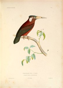 ICONOGRAPHIE ORNITHOLOGIOUE 
PLU. 
"f-- Jacamaralcjonides leucotis, . 0. des. Murs .) 
^ JACAMARALCYOMIDE A OREILLONS J^.IAW.S. 
A.Prévost pmx'd Uth 
Lith. de Becauct 

0. des IPars cllr.'