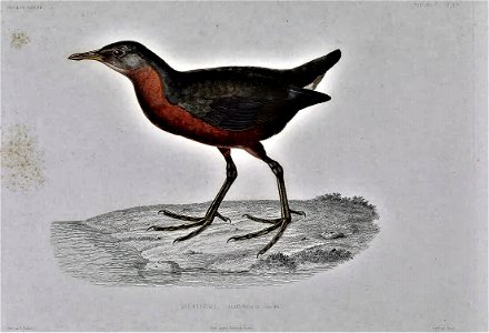 Rougetius rougetii