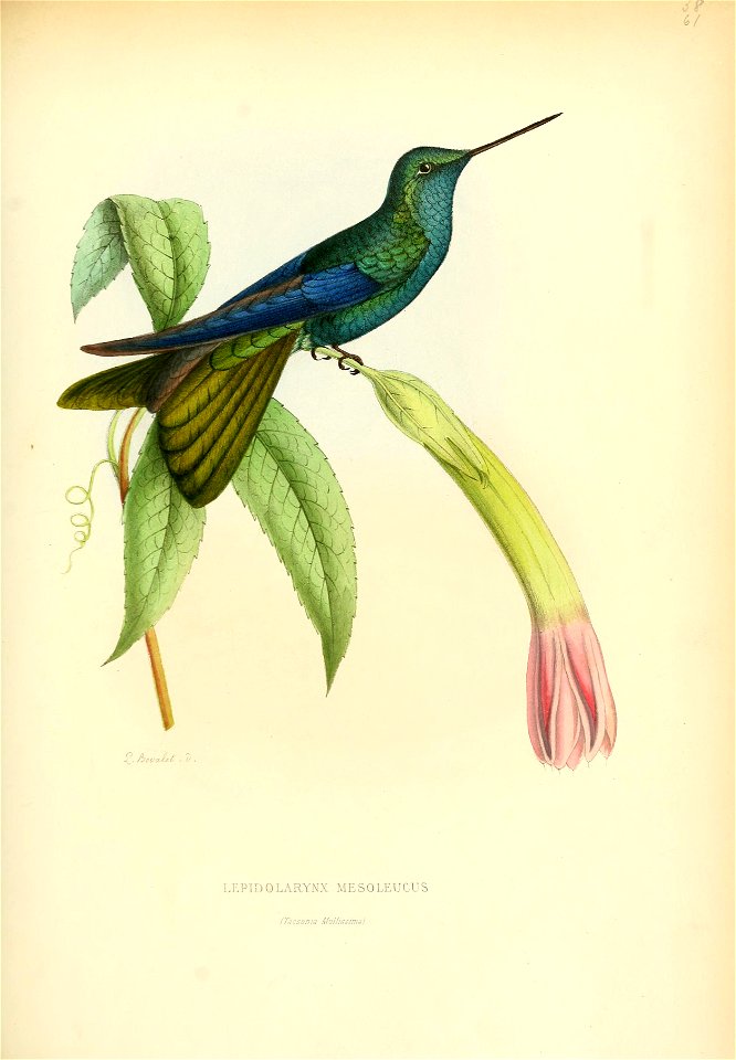 Lepidolarynx mesoleucus = Heliomaster mesoleucus[1] = Heliomaster squamosus [2]