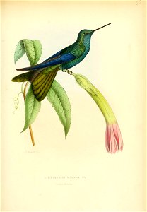 Lepidolarynx mesoleucus = Heliomaster mesoleucus[1] = Heliomaster squamosus [2]