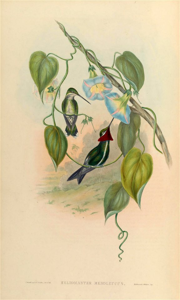 Heliomaster mesoleucus = Heliomaster squamosus [1]