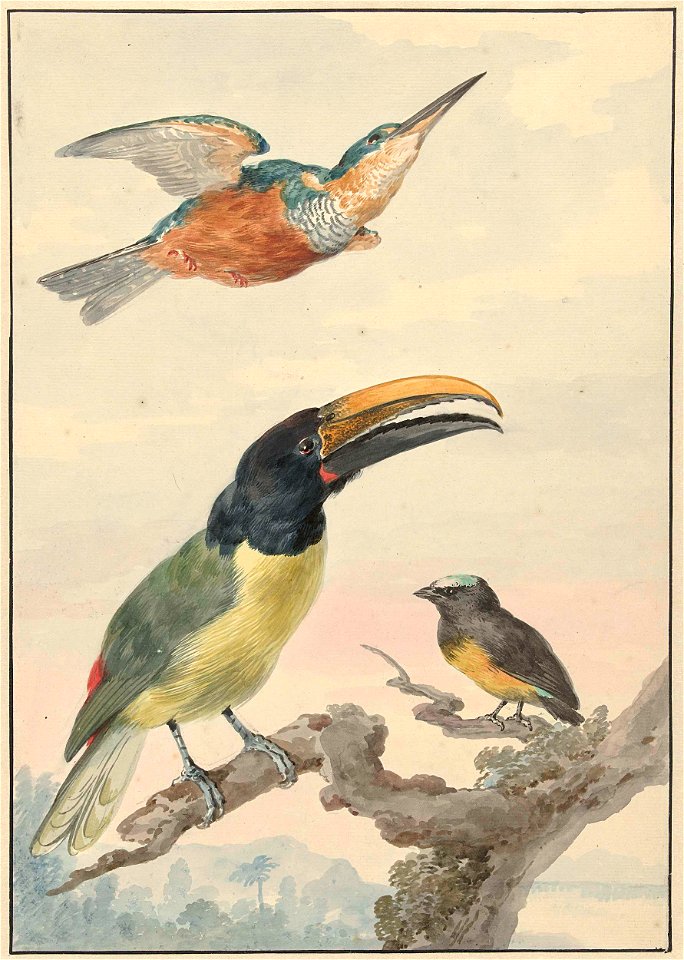 Drie vogels: een IJsvogel, een Prins von Wied's Toekan en een Organist
