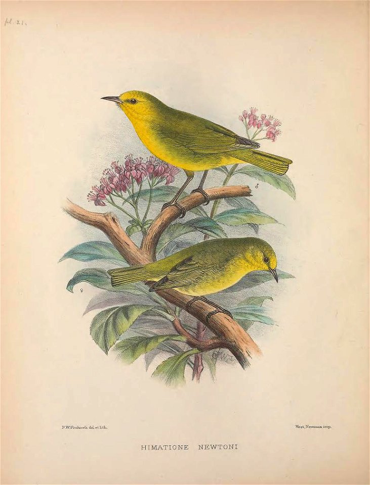 Himatione newtoni from The Birds of the Sandwich Islands