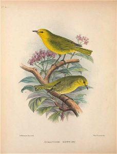Himatione newtoni from The Birds of the Sandwich Islands