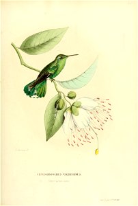Chrysobronchus viridissimus = Polytmus theresiae theresiae[1]