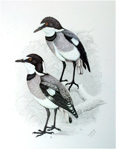 Whitetailed Shrike (Lanioturdus torquatus)  (adult male and female)